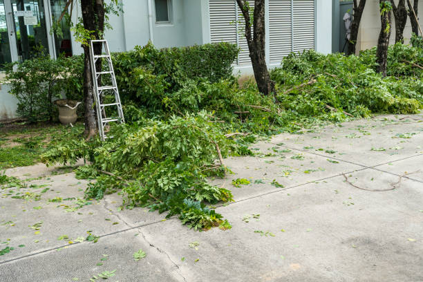 South Dennis, NJ Tree Services Company