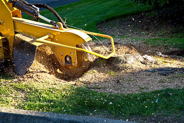 Best Tree Removal  in South Dennis, NJ