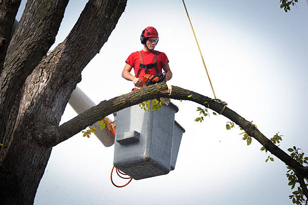 How Our Tree Care Process Works  in  South Dennis, NJ